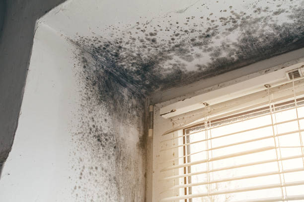 Trusted Basement Mold Remediation service in Zieglerville, PA - Cheap Mold Removal